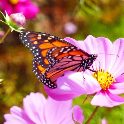 A monarch butterfly on its way to Central Mexico stops at Gibbs Gardens to enjoy the nectar from cosmos blossoms.