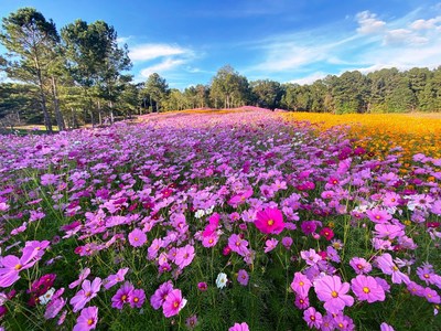 A sea of vibrant color attract migrating Monarch butterflies.