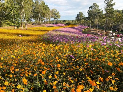 Millions of blooming cosmos cover hillsides and valley to create a river of color for garden visitors—both butterfly and human.