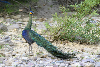 Green Peafowl (Photo provided by Dino River Natural Reserve Administration, Shuangbai County, Chuxiong Prefecture, Yunnan Province.)