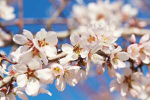 North American Pollinator Protection Campaign Honors Almond Farmers of California