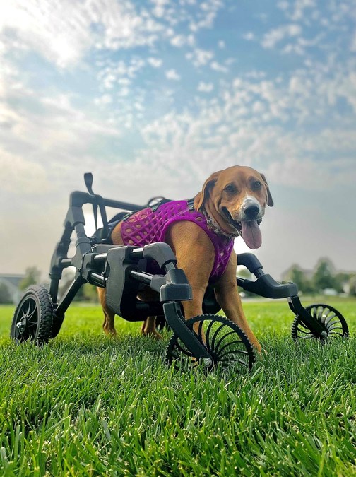 Braskem and DiveDesign partner to develop a Custom 3D Printed K9 Quad Cart for Rescue Dog "Wobbly Hannah" - Vimarsana News