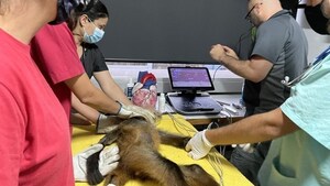 Vanessa Lizano, fundadora y presidenta de Rescue Center Costa Rica, le pide al Ministerio de Ambiente y Energía (MINAE), al Sistema Nacional de Áreas de Conservación (SINAC) y al Gobierno de Costa Rica mayores esfuerzos para hacer cumplir las leyes destinadas a combatir el comercio ilegal de mascotas