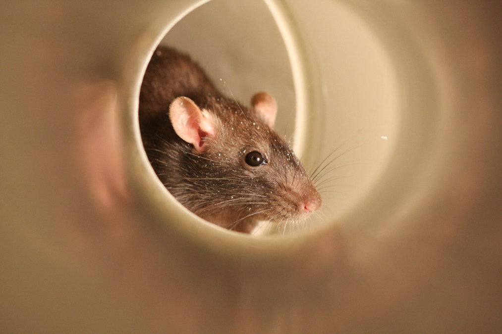 The Rat Pack: Former Top Five Cities Remain Leaders on Orkin's 2021 Rattiest Cities List - Vimarsana News