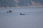 Un guide professionnel d'observation des baleines de Campbell River condamné à une amende de 10 000 $ en vertu de la Loi sur les espèces en péril pour s'être délibérément approché d'épaulards menacés
