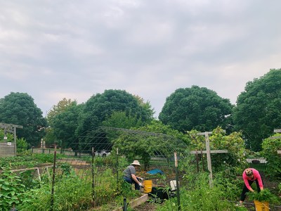 Hallmark's Crown Garden has 16 raised beds, fruit trees, grapes and berries, and is managed entirely by volunteers from Hallmark and Ronald McDonald House Charities of Kansas City.