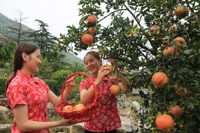 Yicheng District is vigorously developing the pomegranate industry and promoting integrative development to contribute to rural revitalization.