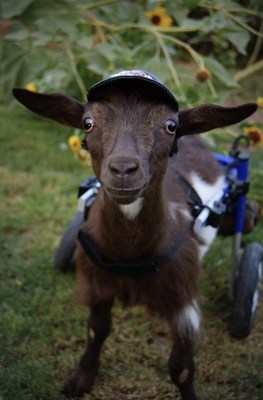 Scooter, who was born paralyzed and now uses a wheelchair, is one of many animals saved by Aimee's Animal Sanctuary. Credit: Aimee's Animal Sanctuary