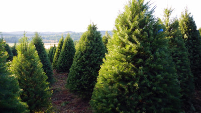The number, variety, and size of real Christmas trees may vary retailer by retailer this season, but trees will still be available across the country.