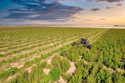 Delta Agriculture hemp field in Slaton, Texas