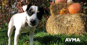 Halloween can be a scary time for pets; AVMA shares tips on keeping them safe