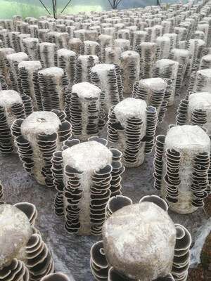 Nammex Achieves a Breakthrough in Mushroom Cultivation