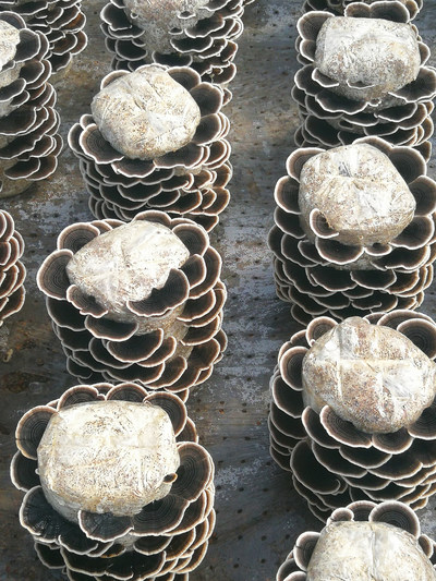 Trametes versicolor, commonly known as turkey tail, will be available commercially for the first time from Nammex. Trametes versicolor, commonly known as turkey tail, will be available commercially for the first time from Nammex.