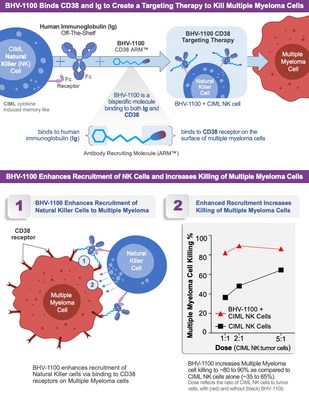Figure 1. BHV-1100 is an antibody recruiting molecule that works with autologous cytokine induced memory-like (CIML) natural killer (NK) cells and immune globulin (Ig) to target and kill multiple myeloma cells expressing the cell surface protein CD38