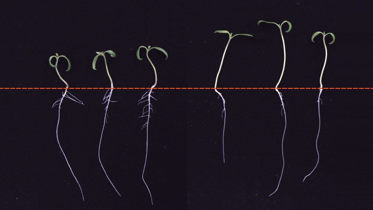 Why roots don't grow in the shade - Vimarsana News