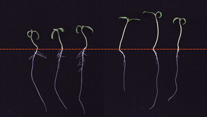 Why roots don't grow in the shade