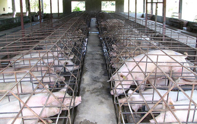 Pigs are amongst the most intensively farmed animals on the planet. To meet consumer demand, they are forced to live in intensive conditions on industrial farms and confined to cages; causing discomfort and infections. Industrial farming such as this also plays a role in climate change. Credit Line: World Animal Protection (CNW Group/World Animal Protection)