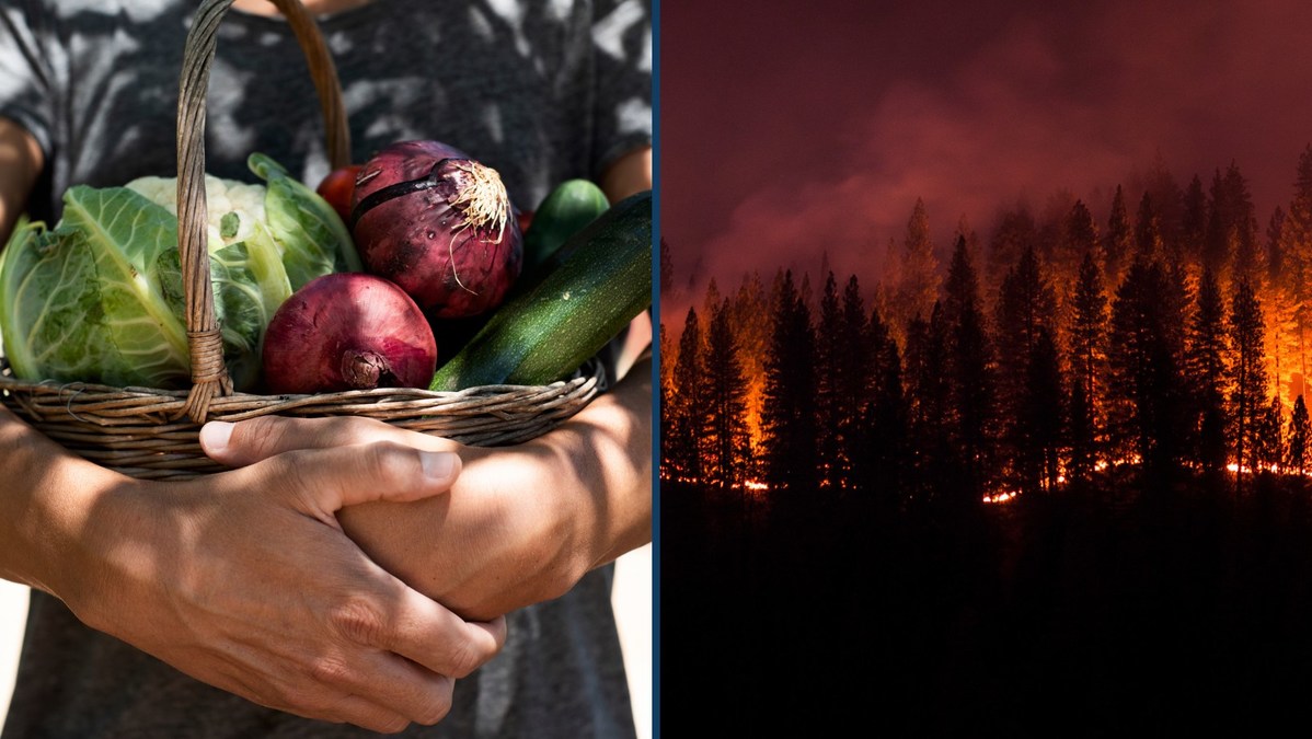 Climate Change Improvements from Eating Less Meat - Vimarsana News