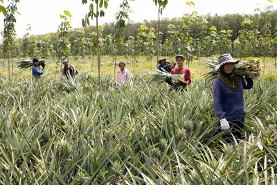 La recolección de residuos agrícolas proporciona ingresos adicionales a los agricultores del Sudeste Asiático