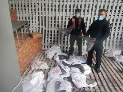 Canadian fishery officers along with US Coast Guard locate bags of illegally taken shark fins during an inspection in the North Pacific. (CNW Group/Fisheries and Oceans (DFO) Canada)