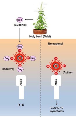 An Oral Drug from Holy basil Tulsi is Effective Against COVID 19