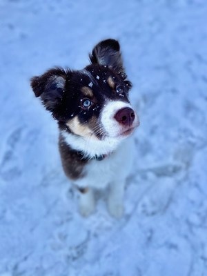 Buoy, an inquisitive puppy from Anchorage, survived a dangerous encounter with a discarded hand warmer packet.