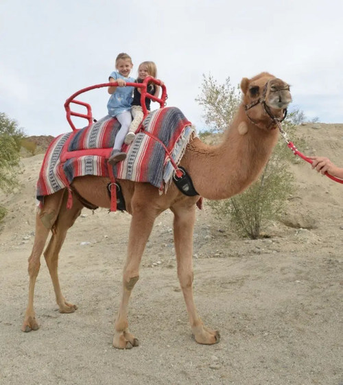 Exhibit featuring the history of Camels in North America includes free camel rides at the grand opening of the California Welcome Center in Ridgecrest, CA. November 6, 2021 from 11am-3pm.