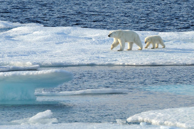 During the Adventures by Disney Arctic Expedition Cruise, travelers will embark on daily boat excursions where they may spot unique wildlife including polar bears, reindeer, arctic foxes and walruses. (PONANT/Nathalie Michel, photographer)