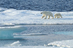 Adventures by Disney Announces Expedition Cruises to the Arctic...