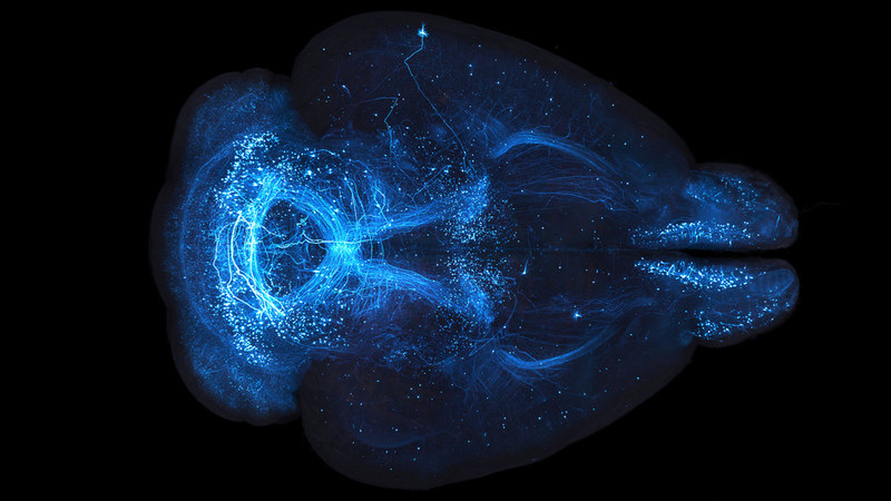 Announcing the Allen Institute for Neural Dynamics, a new neuroscience division of the Allen Institute - Vimarsana News