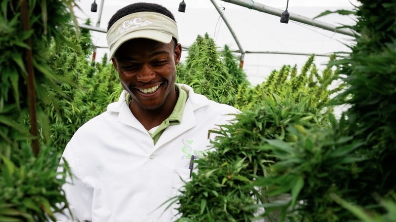 /R E P E A T -- Halo Collective Closes Share Purchase Transaction with Akanda Corp., Creating a Leading African Medical Cannabis Company/ - Vimarsana News