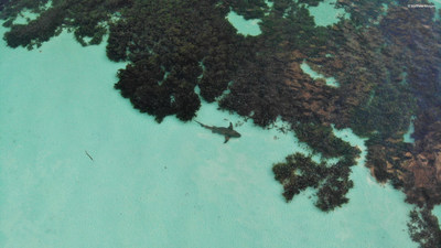 A nurse shark swims over seagrass meadows in Seychelles.
Photo credit: Matthew Morgan Island Conservation Society