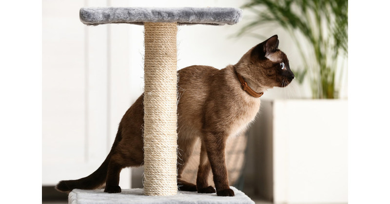 4 Ways to Help Make Sure Your Cat is Healthy 4 Ways to Help Make Sure Your Cat is Healthy