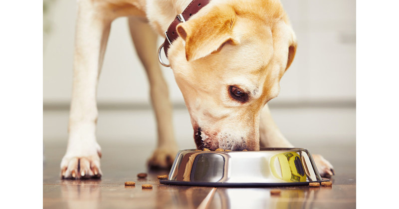 5 Ways to Go Plant-First with Your Pet