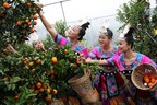Famous Lipu Sugar Orange in China -- Lipu Promotes Quality Improvement and Upgrading of the Sugar Orange Industry
