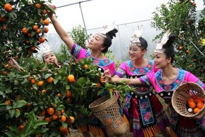 La célèbre Orange sucrée de Lipu en Chine -- Lipu promeut l'amélioration de la qualité et la mise à niveau de l'industrie de l'Orange sucrée