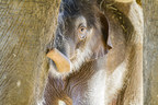 Sound The Trumpets! Fort Worth Zoo Celebrates Asian Elephant Birth