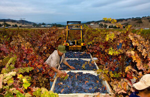 Vintners Across the State Report Outstanding Quality for 2021 California Harvest