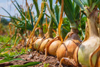 Texas Couple Files Suit in the Imported Onion Salmonella Outbreak ...