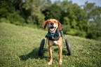勇敢的狗失去了双腿，但没有希望在2021年美国人道英雄狗奖®晚会上赢得了国家最高头衔