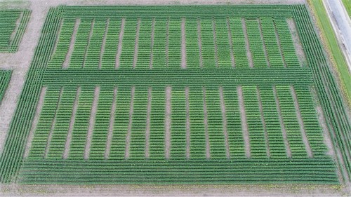 PlantArcBio’s Soybean Yield Enhancement and Drought Resistance Field Trial, Illinois, USA (PRNewsfoto/PlantArcBio)