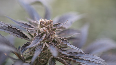 Close up of a cannabis plant (CNW Group/Aurora Cannabis Inc.)
