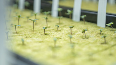Cannabis seedlings (CNW Group/Aurora Cannabis Inc.)