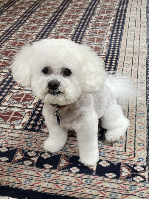 Jasper, an 11-year-old Bichon Frise, was poisoned by a visiting guest's vitamin D.