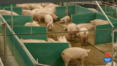 Maple Leaf Foods will convert all its company-owned barns to its unique Advanced Open Sow Housing System