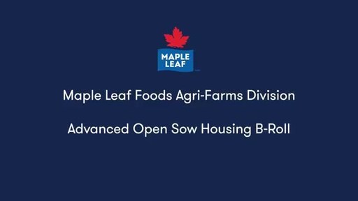 Les Aliments Maple Leaf terminera la conversion de toutes les porcheries de truies de l'entreprise au système de logement libre de pointe en 2021