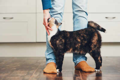 Purina study published in the journal Animal Cognition revealed that cats can ‘read the room,’ and adjust their own attention-getting behavior with the attentional state of the person they are trying to seek help from.