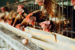 Global Coalition Urges Cinnabon, Auntie Anne's, Jamba, Brioche Doree to Eliminate Cruel Battery Cages from Egg Supply Chains
