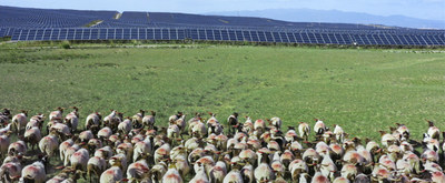 Ovelhas correndo em direção ao parque fotovoltaico (PRNewsfoto/Huawei)