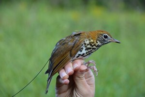 Bird Conservation Group Receives Funding from U.S. Fish and Wildlife Service to Track Important Migratory Routes along the Northeast